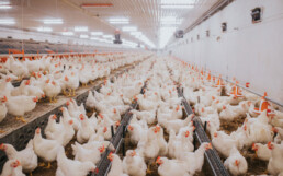 Granjas para la producción de huevos incubables